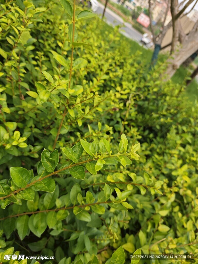 翠绿繁茂的灌木丛
