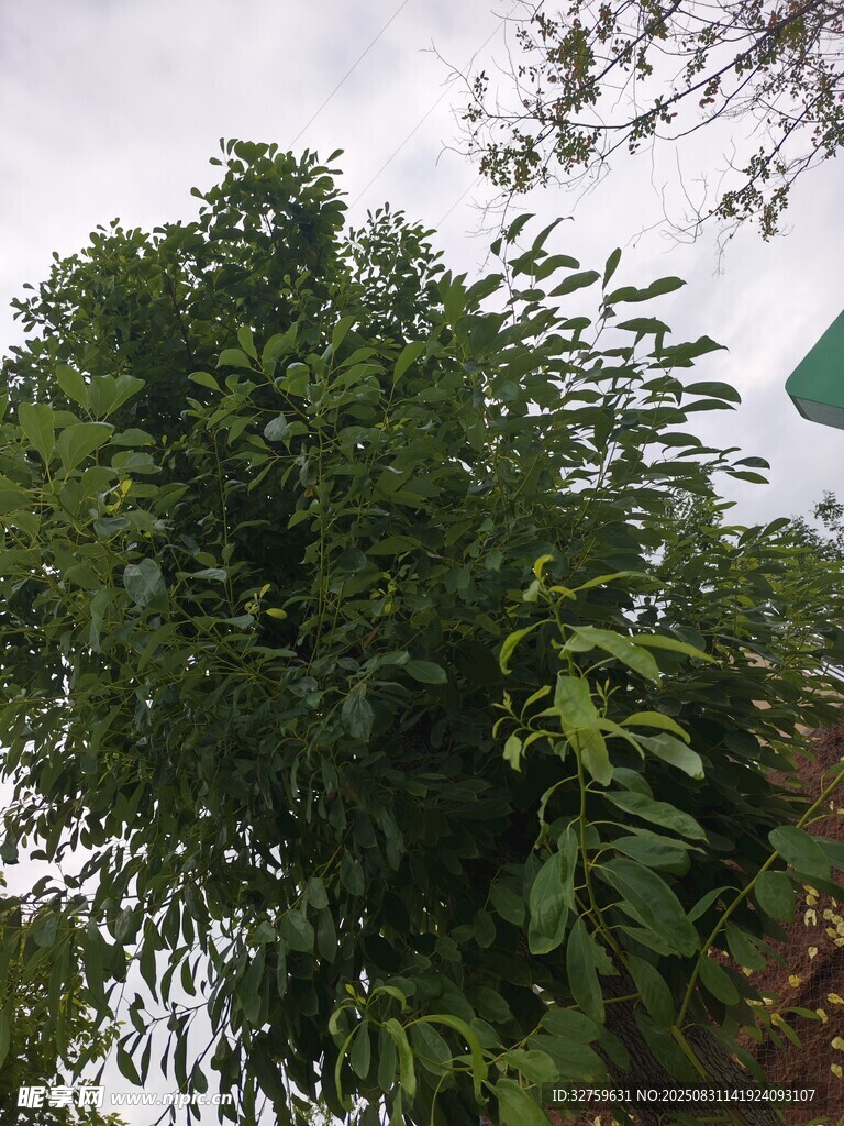 绿叶繁茂的高大树木
