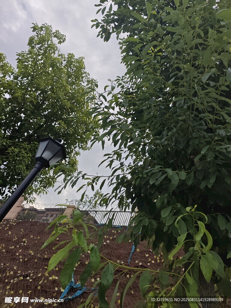 户外绿植与园艺工具场景
