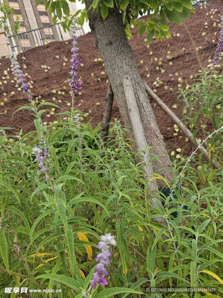 花园中繁茂的绿植与花卉