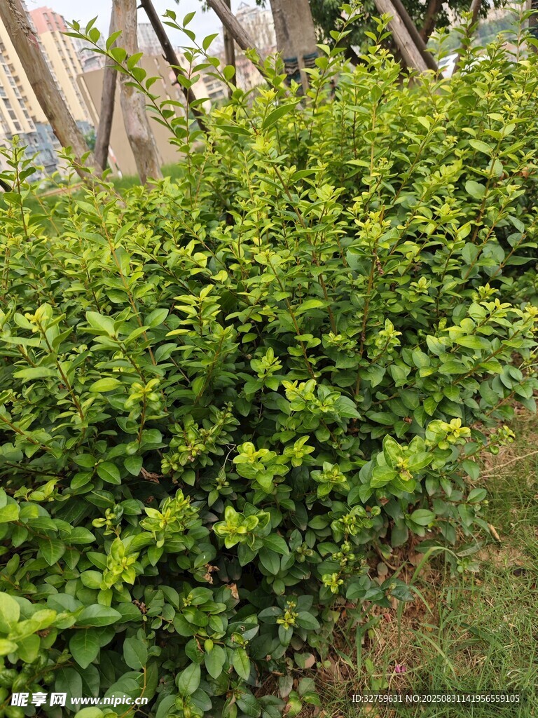 翠绿灌木丛景观