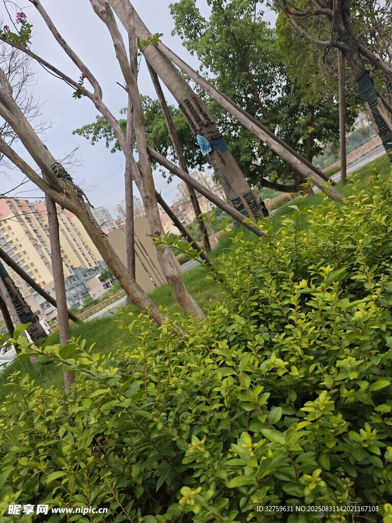 绿植与倾斜建筑景观