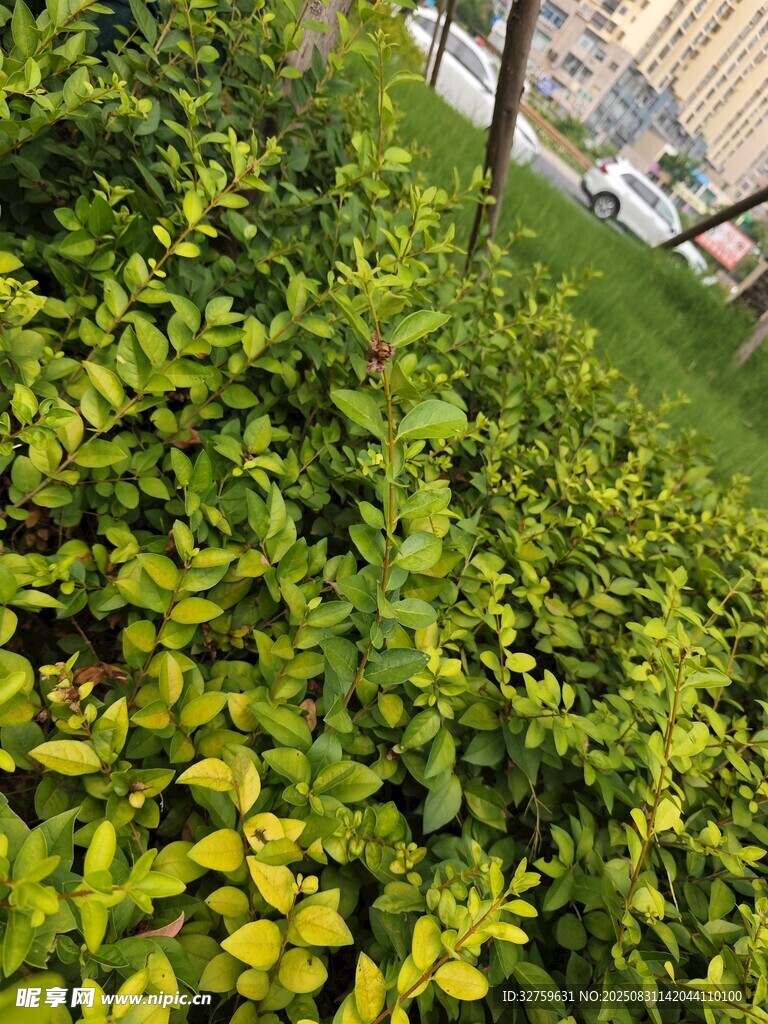 翠绿繁茂的户外灌木丛