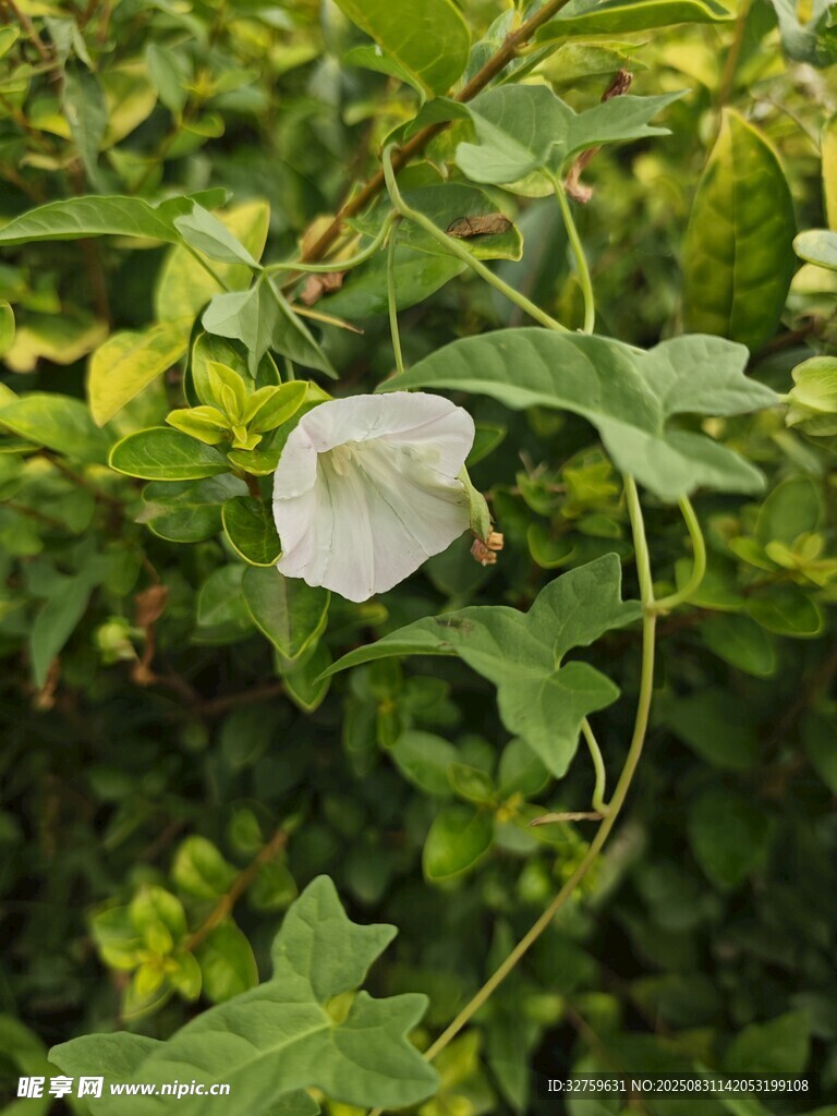绿叶丛中的白色喇叭花