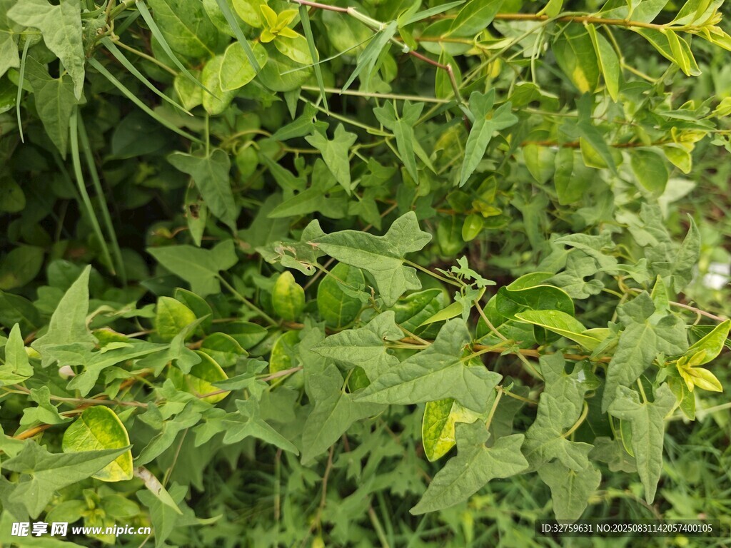 翠绿繁茂的植物枝叶