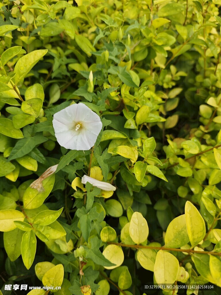 绿叶丛中的白色牵牛花