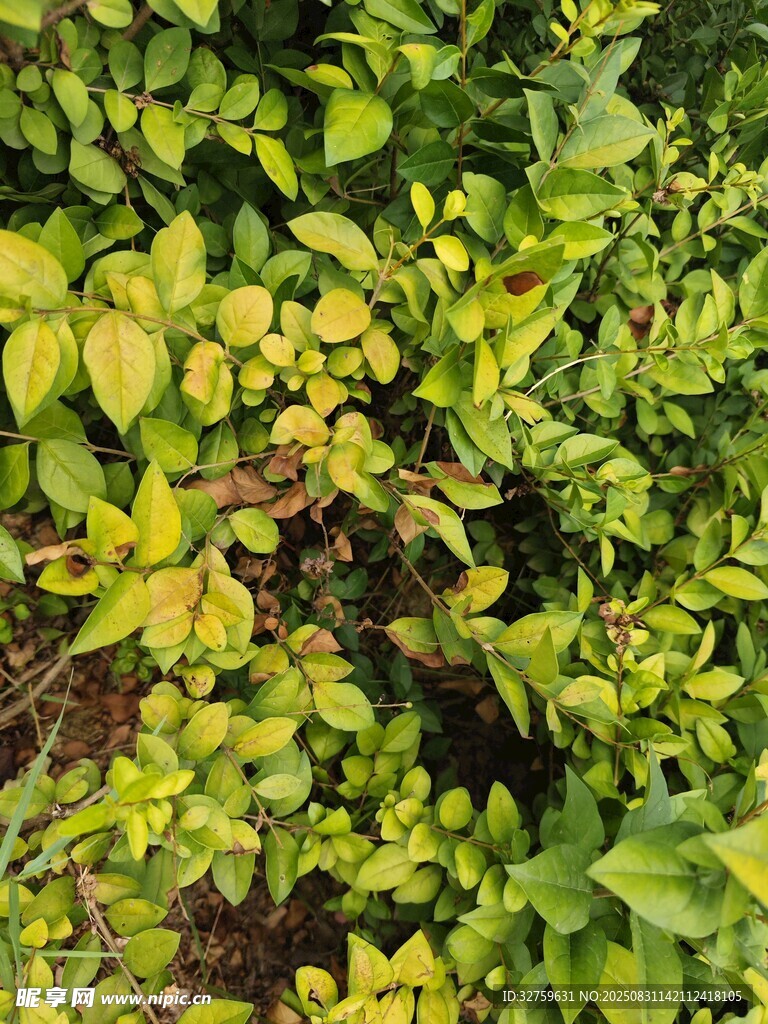 绿叶植物特写
