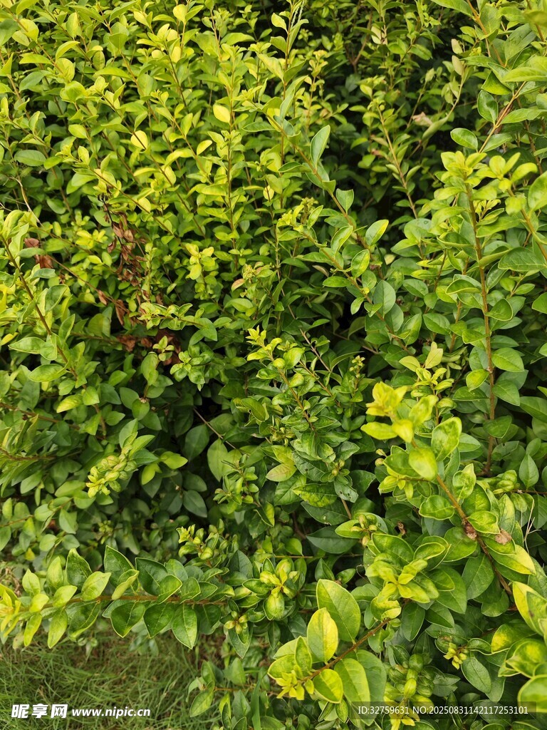 翠绿繁茂的植物景观