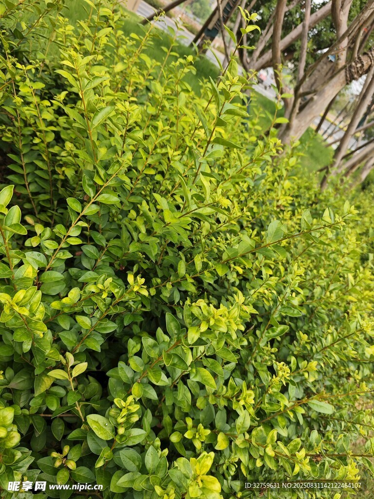 翠绿繁茂的灌木丛