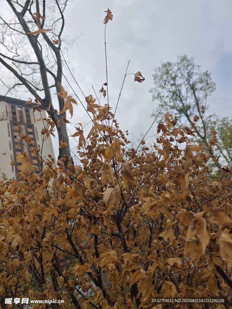 秋日枝头黄叶与高楼