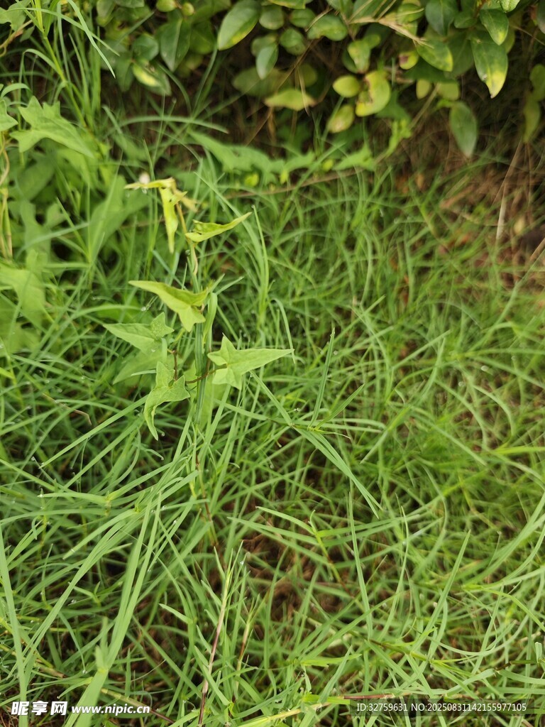 草丛中的绿色植物