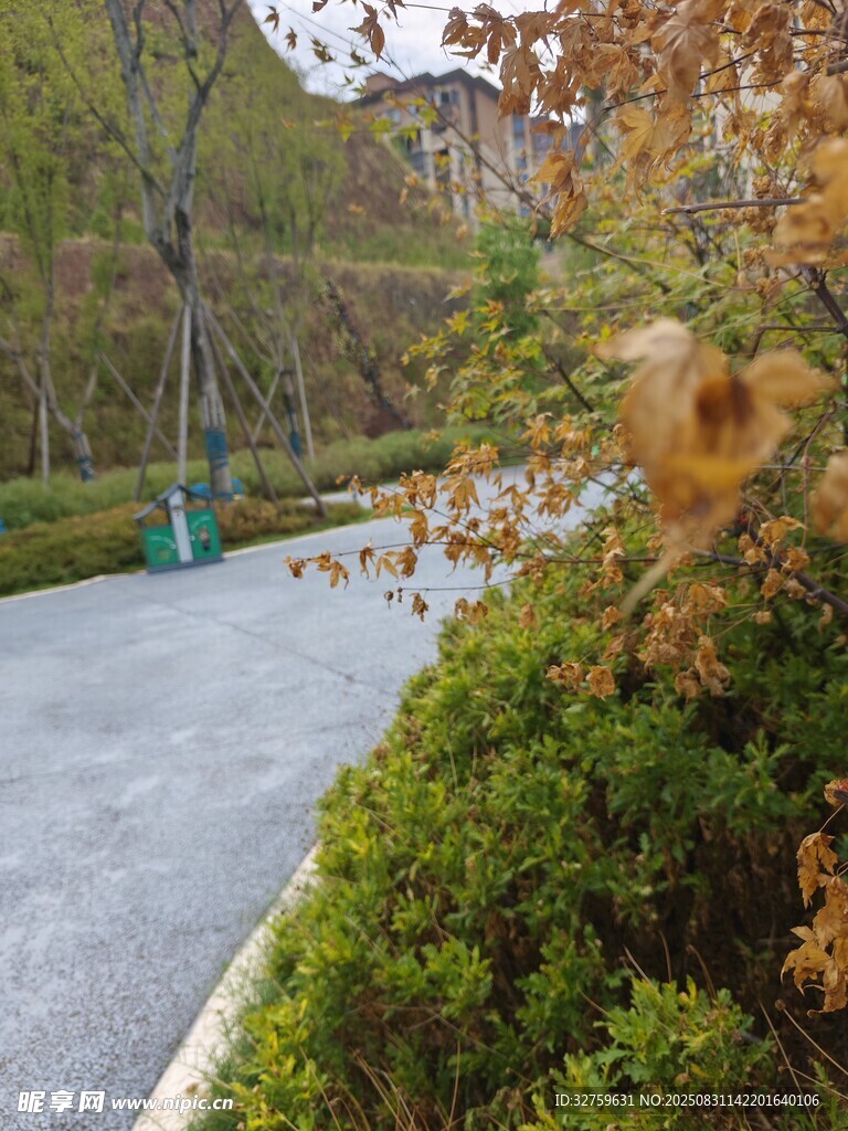 林间柏油路旁的绿植景观