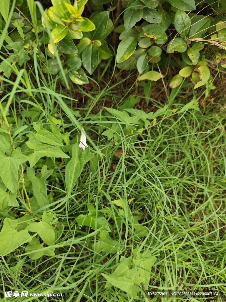 繁茂绿植 