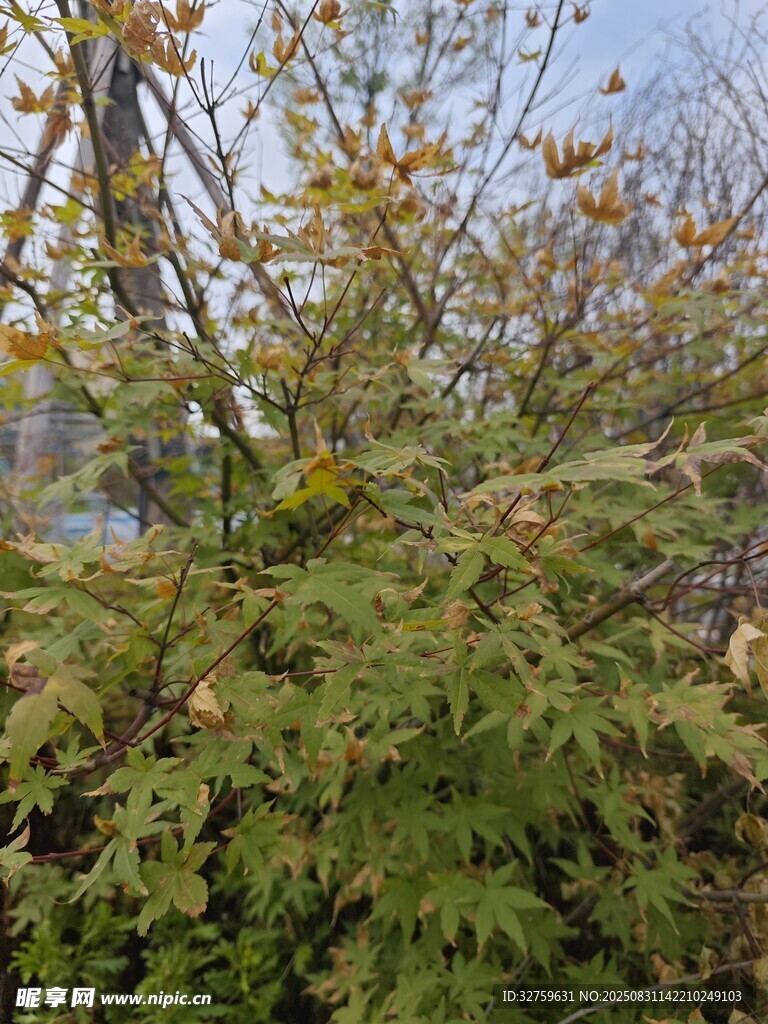 秋日繁茂的绿色植物景观