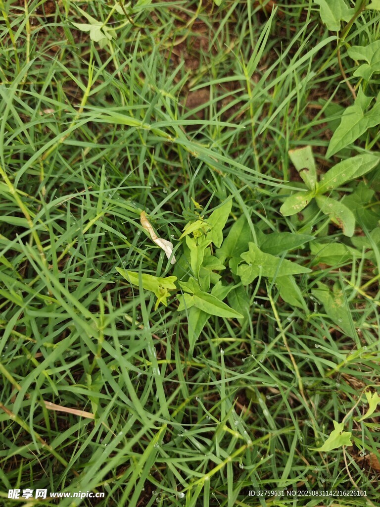 翠绿草丛中的清新景象