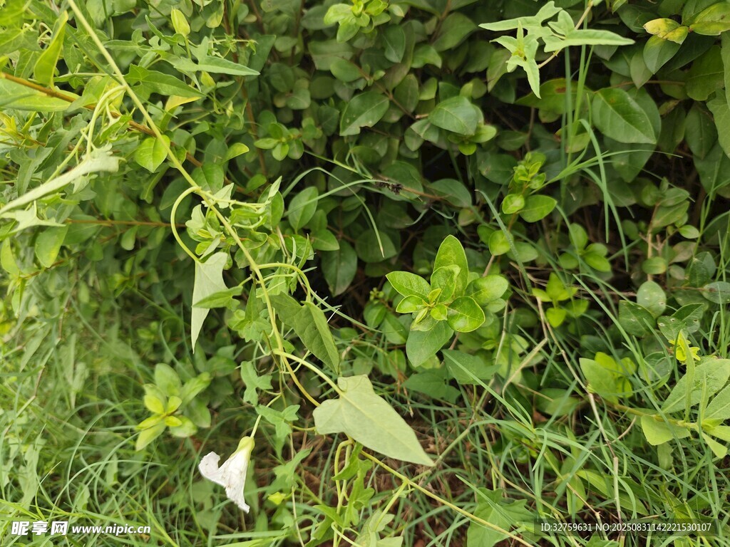 草丛中的绿叶与白色蝴蝶