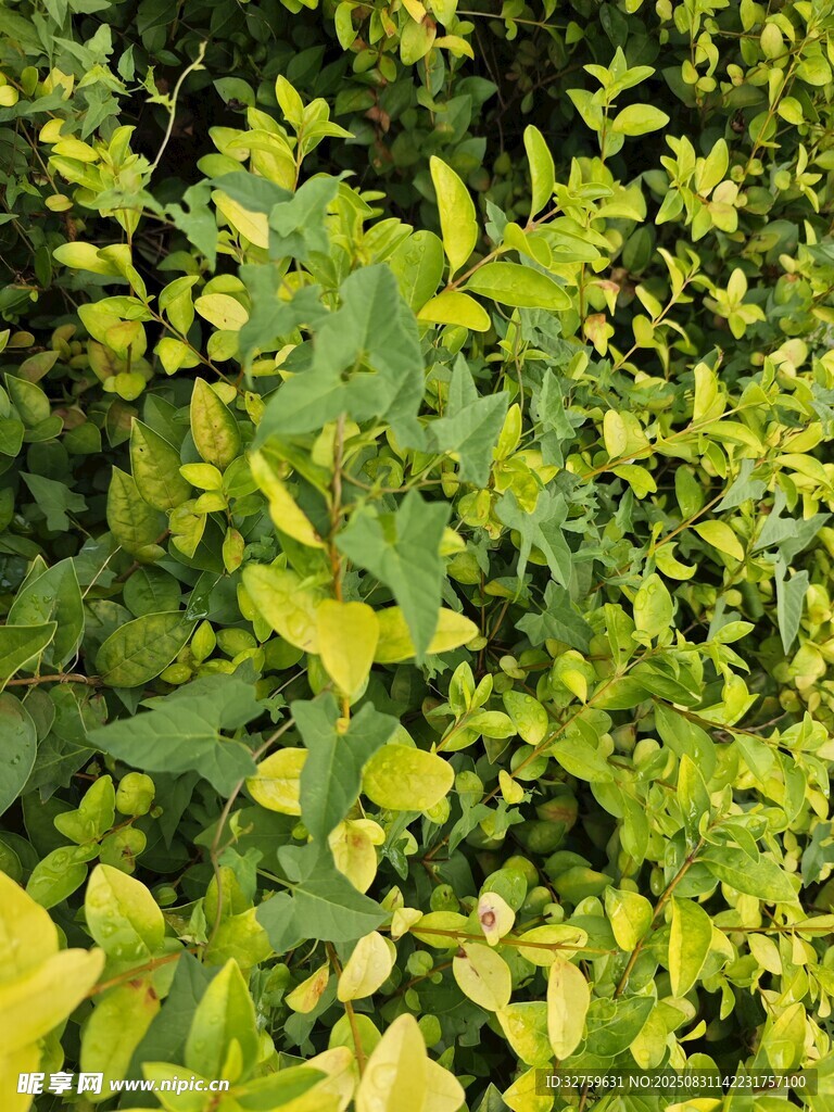 翠绿繁茂的植物景观