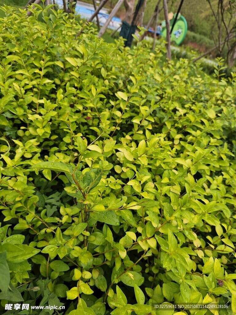 翠绿繁茂的丛生植物