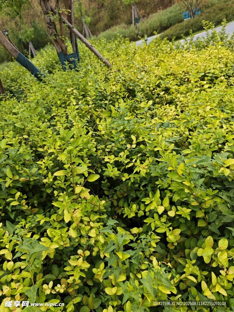 金黄叶片的繁茂灌木丛