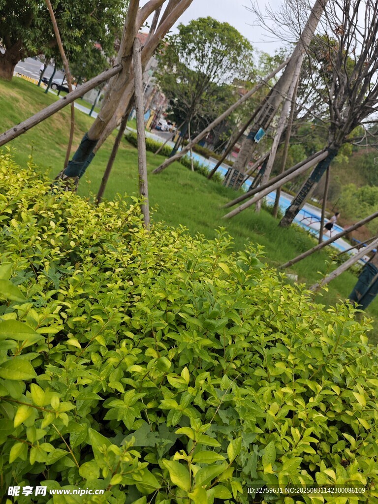 翠绿繁茂的户外绿植景观