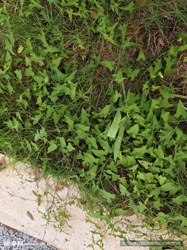 路边翠绿繁茂的丛生植物