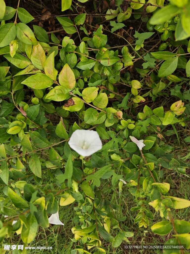 绿叶丛中的白色喇叭花
