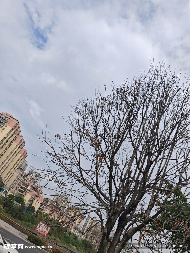 冬日街头光秃树木景象