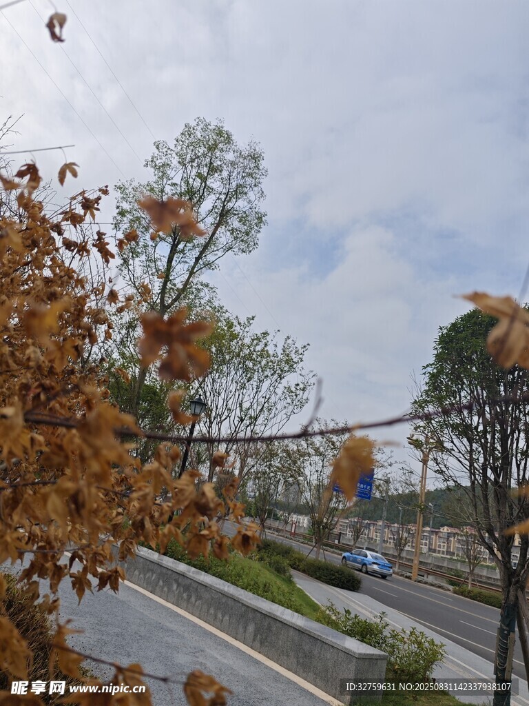 秋日路旁景色