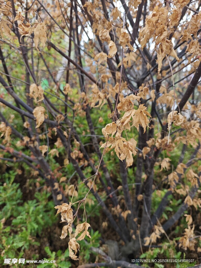 秋日黄叶点缀的灌木丛
