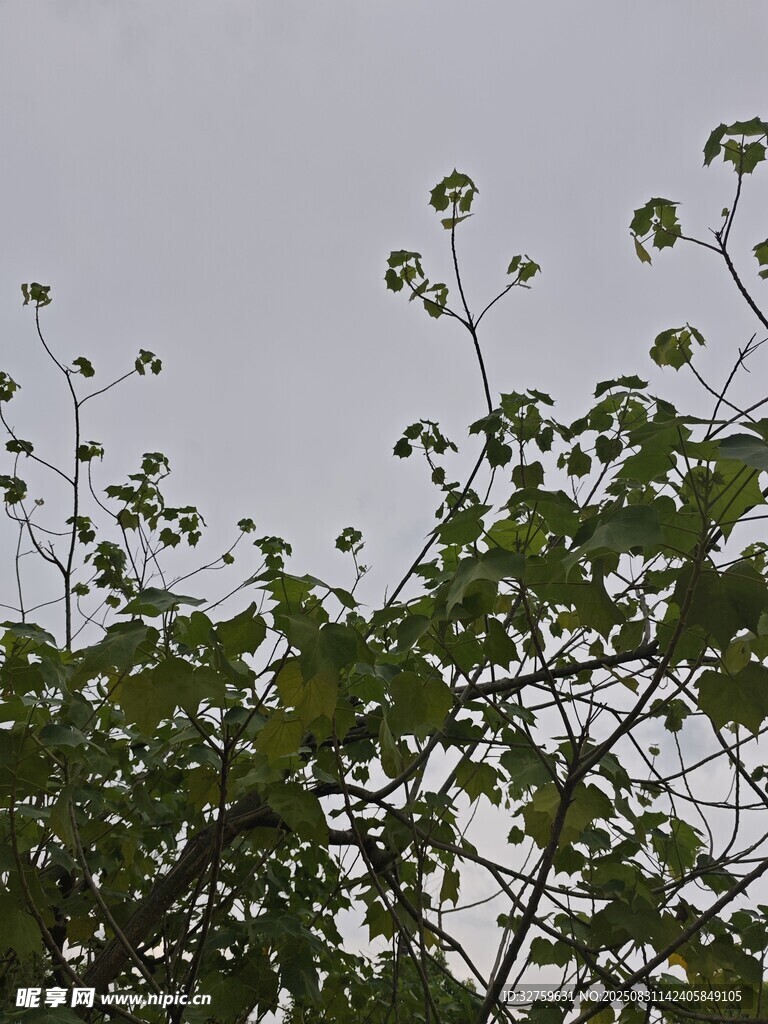 枝头绿叶映灰天