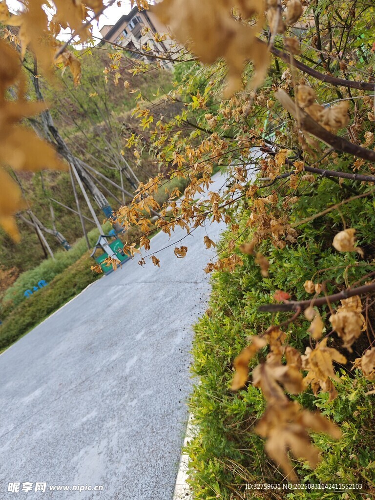 秋日林间小路的斑斓景致