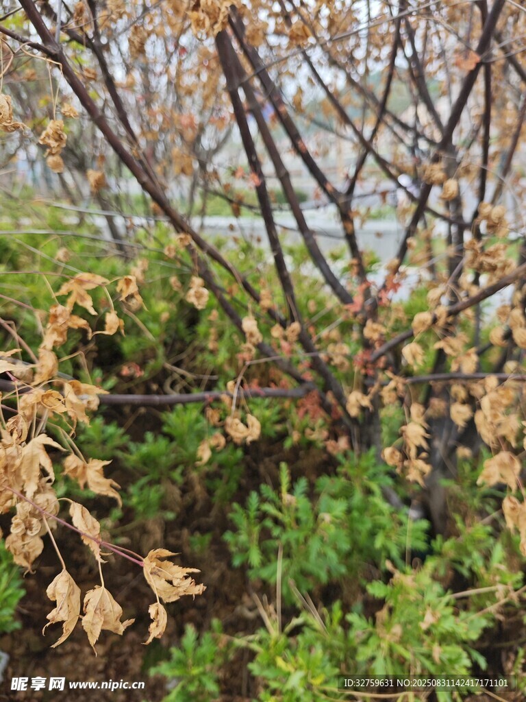 秋日枯萎植物景象