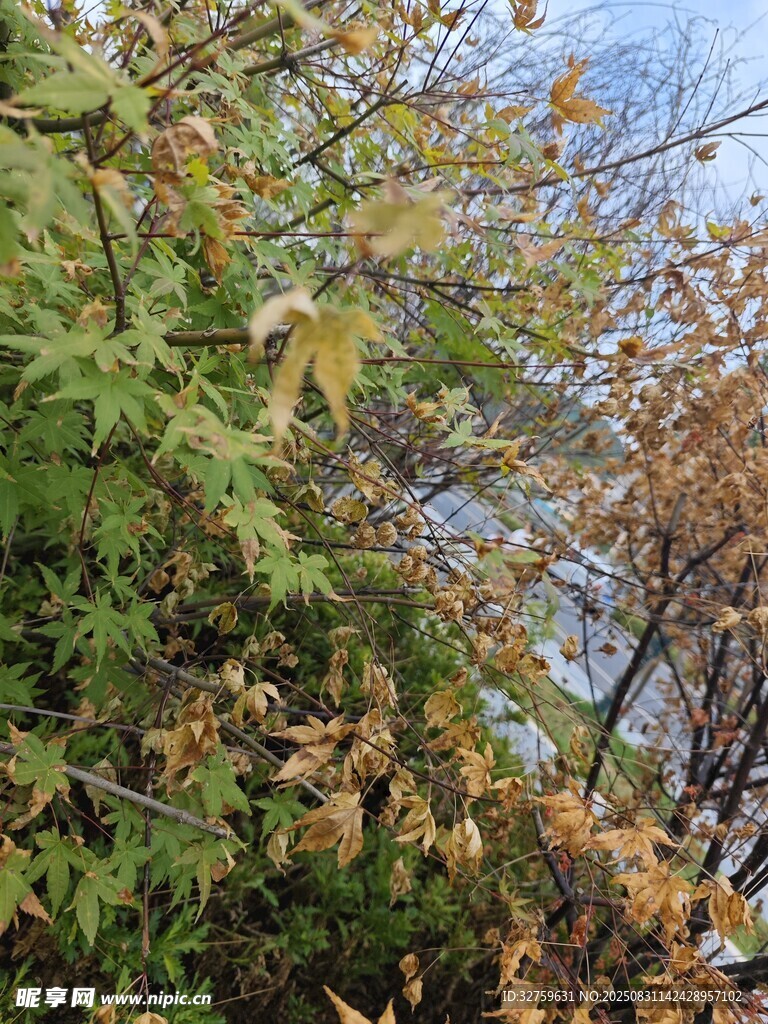 秋日斑斓树叶景观