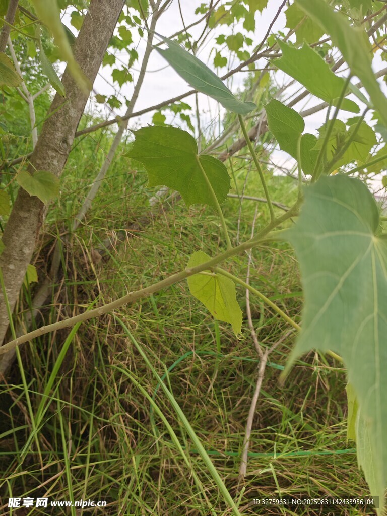 野外绿植丛生景象