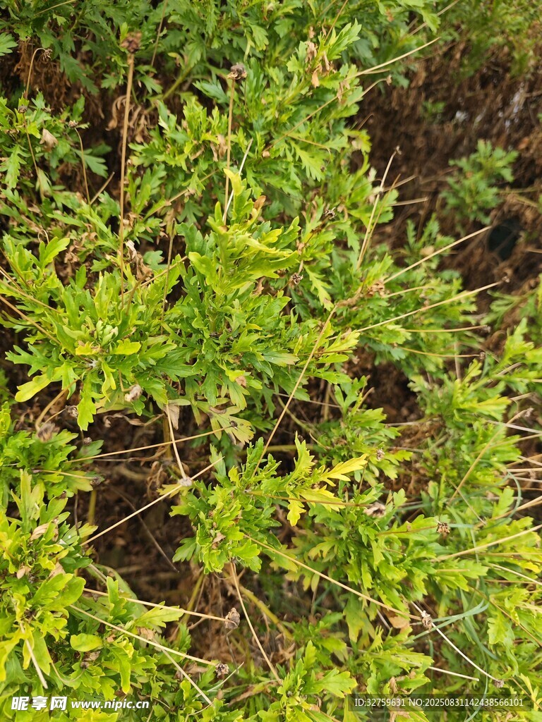 翠绿植物生机盎然