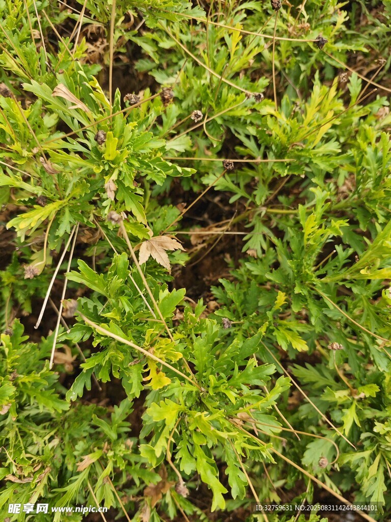 野外生长的绿色植物