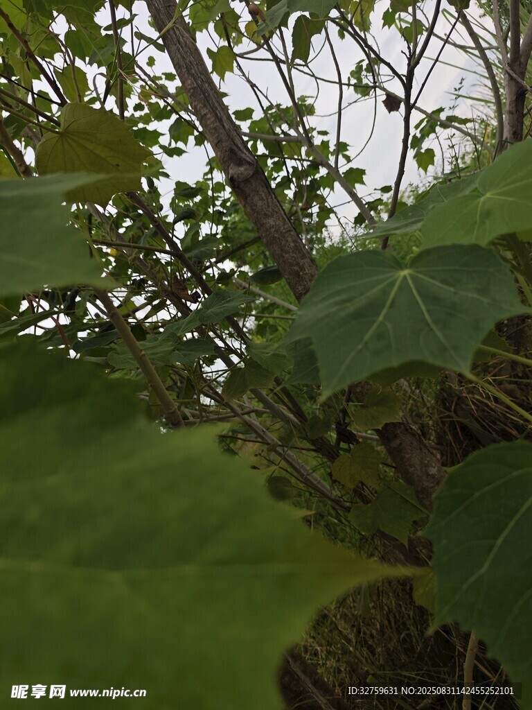 绿叶繁茂的植物枝干