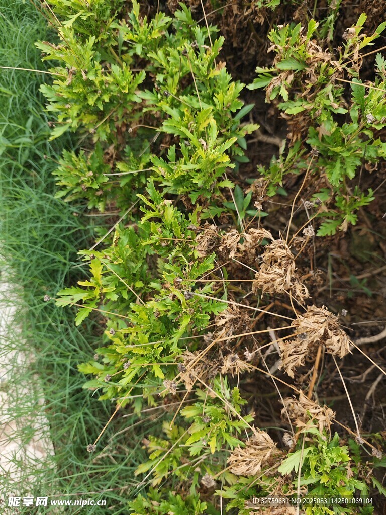 绿叶间的枯黄植物景象