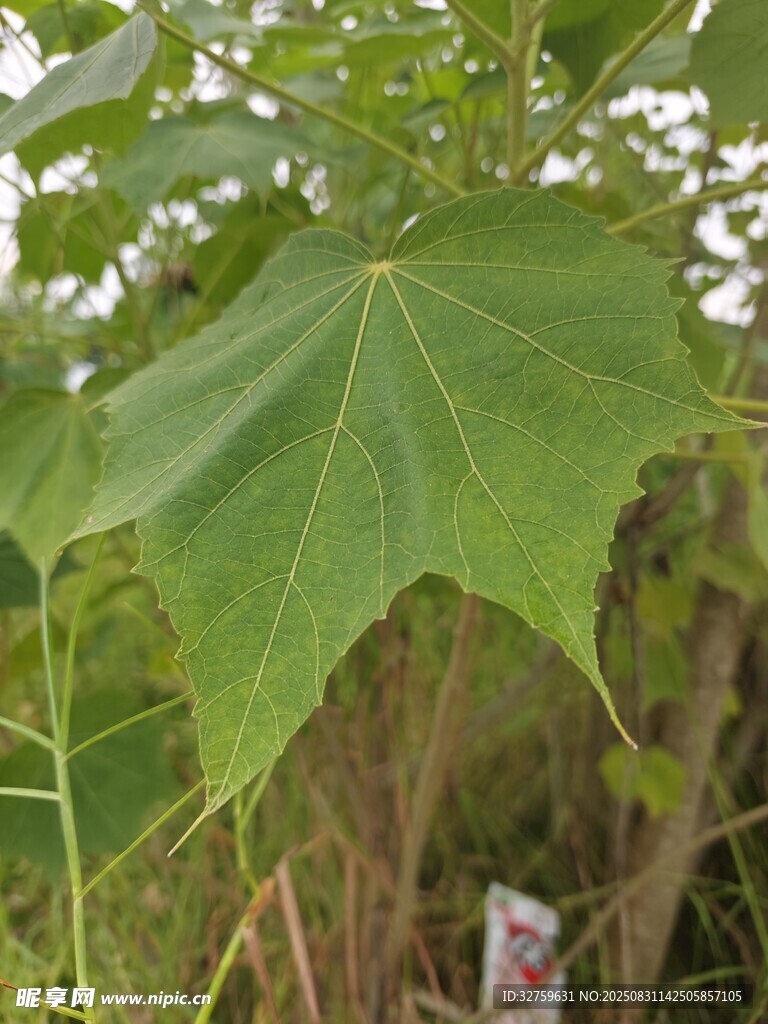 大叶片植物特写