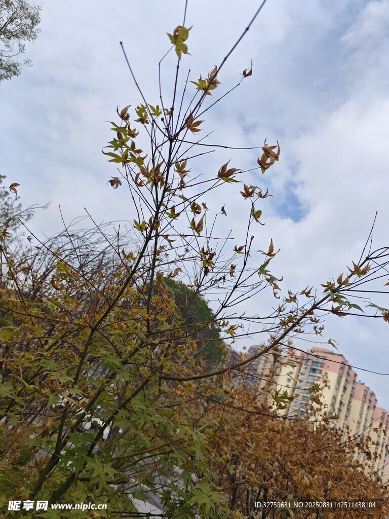 枝头新叶伴远处楼宇