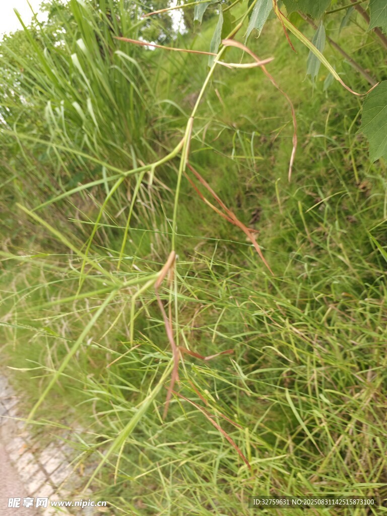 翠绿茂盛的植物枝叶