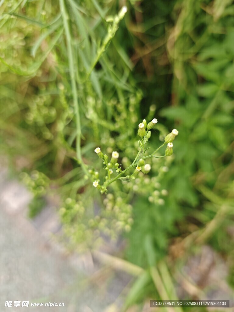 嫩绿植物特写