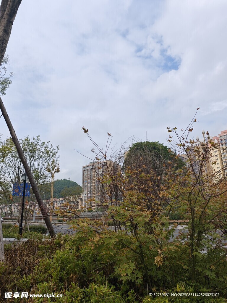 户外绿植与远处建筑景观