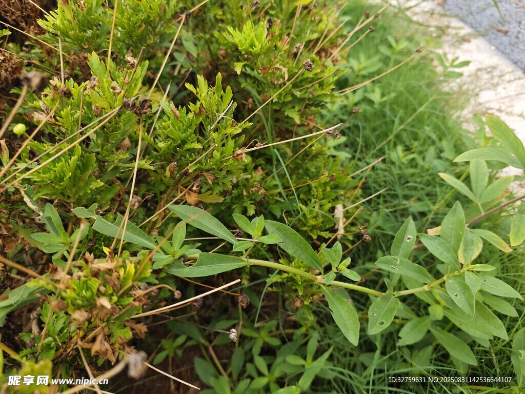 路边翠绿繁茂的野生植物
