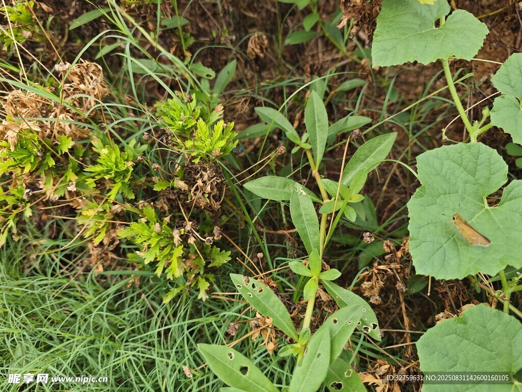 野外多样绿色植物景观