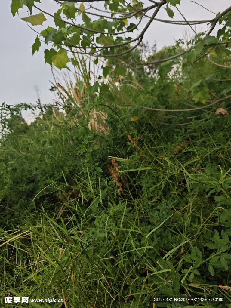 野外繁茂的绿色植物景观