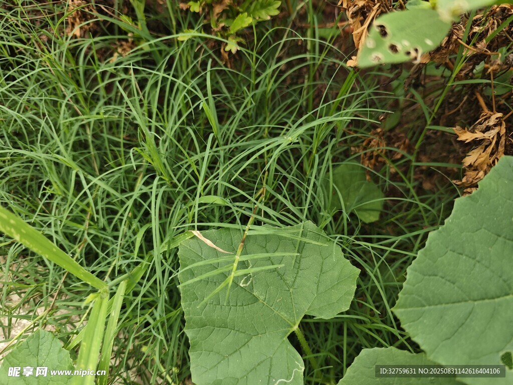 绿叶间的繁茂植物