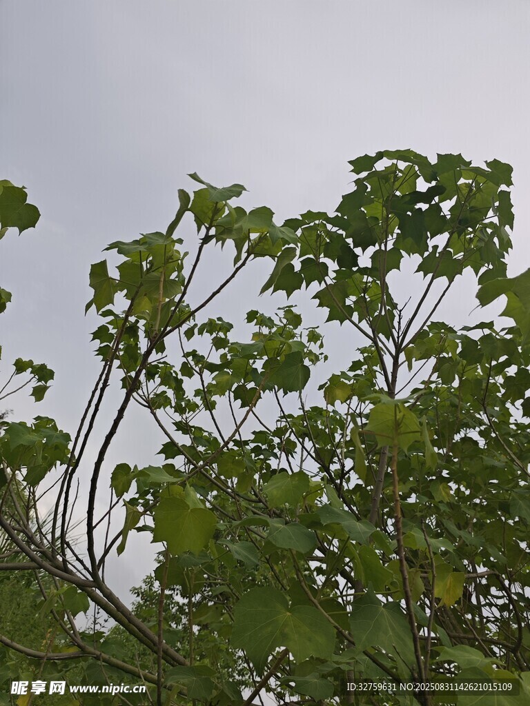 绿叶繁茂的树梢景象