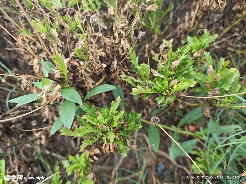 地面上的绿色植物群落