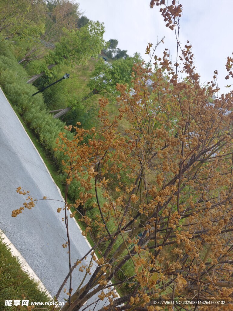 路边多彩树木景观